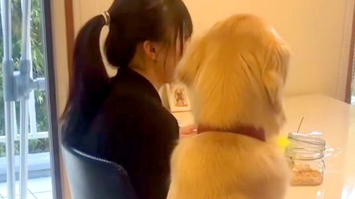『風邪をひいた女の子に、大型犬が…』心配でそばを離れない姿と『まさかの結末』が151万再生「やさしい世界」「絶対そう言ってるｗ」と爆笑(ブログ)