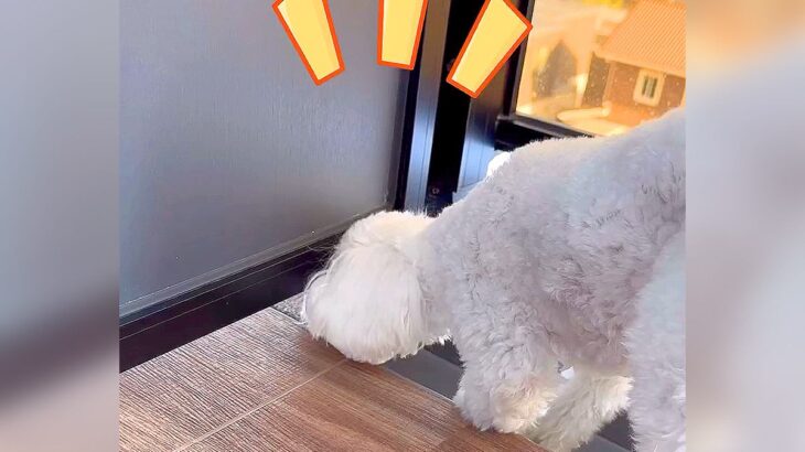 お隣さんがワンコを飼い始めた結果…犬同士による『隙間越しの友情』が可愛すぎると167万再生「まるでロミオとジュリエット」と大絶賛の声(ブログ)
