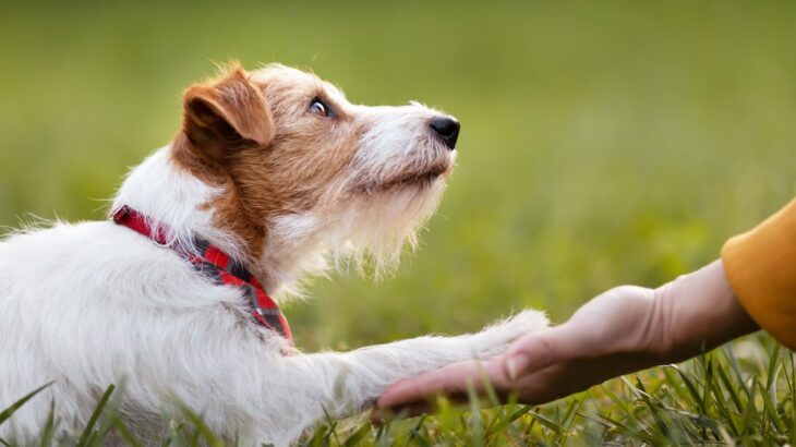 犬は『飼い主の顔を見分ける』ことができる？愛犬の記憶力や覚えさせる方法まで解説(ブログ)
