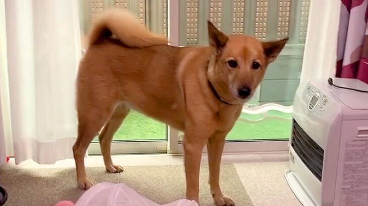 犬に『離れた場所からお手をさせてみた』結果…思った以上に『健気な姿』がカワイイと11万再生「最高にいい子」「信頼関係が素敵」と絶賛(ブログ)