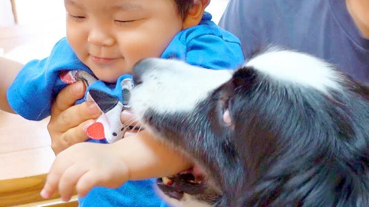 犬が『ギャン泣きする0歳の赤ちゃん』を見たら…最高に癒される『平和なやり取り』が8万再生「天使かな？」「なんて幸せな空間」と大絶賛(ブログ)