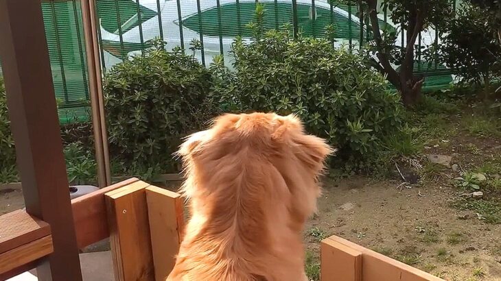 『行かないで…』大型犬がパパをお見送りした結果…切なすぎる『永遠のお別れ感』が泣けると70万再生「仕事行けないｗ」「哀愁たっぷり」(ブログ)