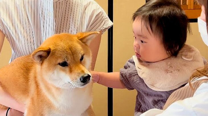 赤ちゃんが『初めて犬を見た』結果…犬たちによる『まさかの対応』が優しすぎると61万再生「空気読んでてスゴイ」「なんてお利口なの」(ブログ)