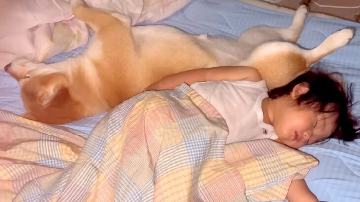犬が『赤ちゃんとの添い寝を続けた』結果…1歳になっても変わらない『尊い光景』が18万再生「可愛いが大渋滞してる」「豪快な寝方で笑った」(ブログ)