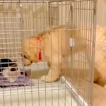 『部屋、間違えた…？』大型犬のケージで猫が陣取ってしまった結果…戸惑う姿と『切なすぎる結末』が話題「譲るしかないｗ」「可愛いし優しい」(ブログ)
