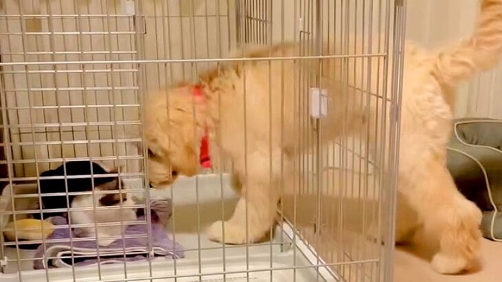 『部屋、間違えた…？』大型犬のケージで猫が陣取ってしまった結果…戸惑う姿と『切なすぎる結末』が話題「譲るしかないｗ」「可愛いし優しい」(ブログ)
