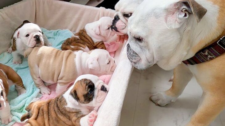 『生後1ヶ月の赤ちゃん犬』に会いに行った結果…可愛いが大渋滞してしまう『天国のような光景』が72万再生「反則級」「永遠に見ていたい」(ブログ)