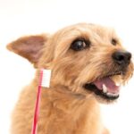 愛犬の笑顔は健康な歯から！犬の歯科について学ぼう！(ブログ)