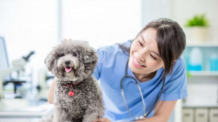 犬に関わる仕事でもらえる給料はどれくらい？獣医師やトリマーなど職業別の仕事内容や年収をご紹介(ブログ)