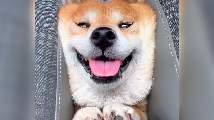 犬を『車の後部座席』に乗せた結果…隙間に挟まり『食パン化』する姿が可愛すぎると624万再生「何故そこにｗ」「ムギュ！ってなってる」と爆笑(ブログ)