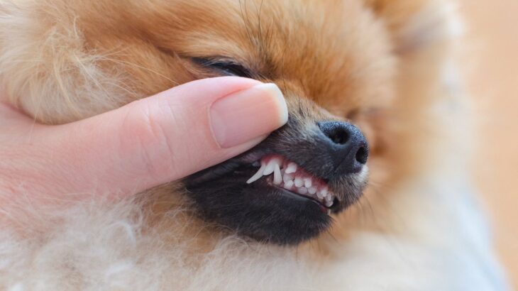 犬の歯が折れたらどうする？折れてしまったときに取るべき行動、やってはいけないNG行為から予防法まで(ブログ)