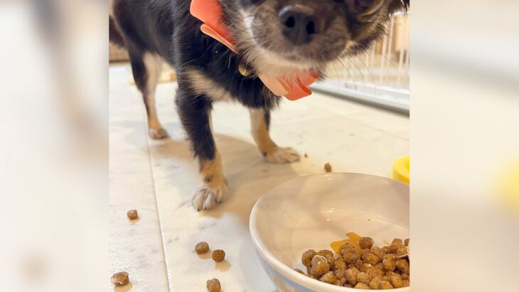 『永遠に食べ方が下手な犬』…まさかの食事シーンが可愛すぎると1万5000いいね「うちの子も同じｗ」「キョトン顔なの草」共感と爆笑の声(ブログ)
