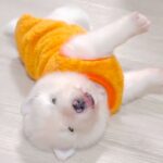 生後16日の大型犬赤ちゃんが…たった1日で起こった『まさかの出来事』が衝撃的すぎると114万表示「成長早すぎ」「サモエド赤ちゃん尊い」(ブログ)