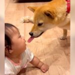 赤ちゃんと犬が出会った結果…互いに興味津々な姿が可愛すぎると182万再生「ベロが迎えに行ってて笑ったｗ」「距離感たまんない」と悶絶(ブログ)
