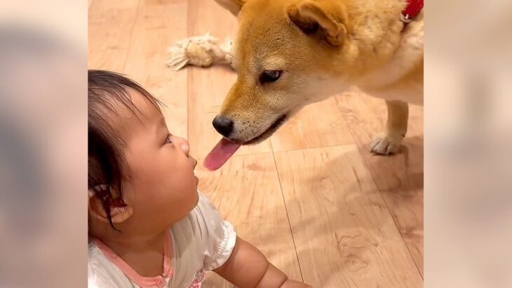 赤ちゃんと犬が出会った結果…互いに興味津々な姿が可愛すぎると182万再生「ベロが迎えに行ってて笑ったｗ」「距離感たまんない」と悶絶(ブログ)