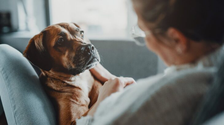 犬が飼い主の様子を気にしている時のサイン５つ　愛犬からの『気遣い』を知って感謝の気持ちを伝えよう(ブログ)