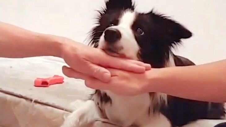 『可愛すぎて泣いた』犬の前で”えいえいおー”をしてみたら…まさかの行動が2万5000いいね「手を乗せるのかとｗ」「すべてを理解してる」(ブログ)