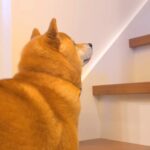 新居にお泊りしたら、犬が…まさかの『階段をひとりで登れない』と訴える姿が可愛すぎると悶絶「切なそう…」「苦手なのねｗ」と6万再生(ブログ)