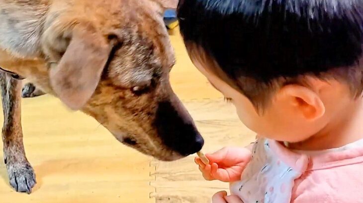 赤ちゃんが『犬におやつを与えた』結果…犬が『とんでもなく気を遣う』光景が5万再生「お手に優しさを感じる」「幸せが大渋滞してる」と絶賛(ブログ)