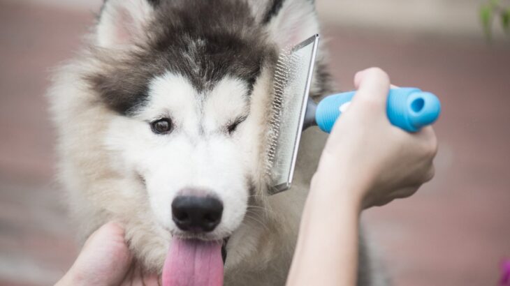 犬の抜け毛を使った5つの活用方法　手軽にできるリメイクから記念に残る使い道まで(ブログ)