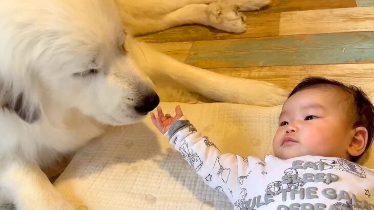 超大型犬が『赤ちゃんに初めてほっぺを触られた』結果…意外なリアクションが優しすぎると56万再生「守ってるようにしか見えない」「尊い」(ブログ)