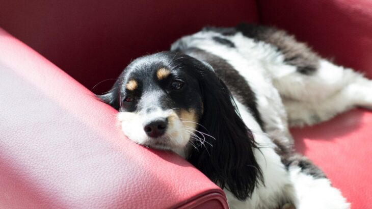 犬がかなり『疲弊している』ときのサイン5選　愛犬を疲れさせてしまう原因とは？(ブログ)