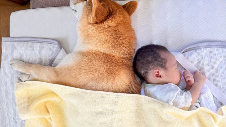 犬と赤ちゃんが『一緒に眠った』結果…尊すぎる『見守り行動』が平和そのものだと18万表示「最高」「背中は任せろって言ってそう」と大絶賛(ブログ)