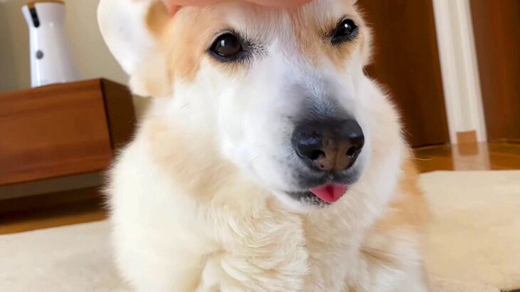犬が『仕事に行こうとするパパ』に怒った結果…不満で見せた『まさかの変形』が可愛いと29万再生「ツチノコで草」「拗ねた顔も可愛いｗ」(ブログ)