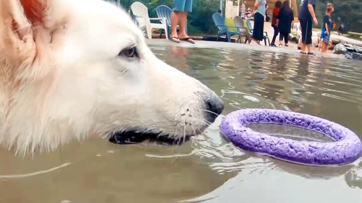 プールに浮かぶおもちゃを取りたい大型犬…思わず応援したくなる『かわいい展開』が11万再生「勇敢そうなのにｗ」「うろうろして可愛すぎる」(ブログ)