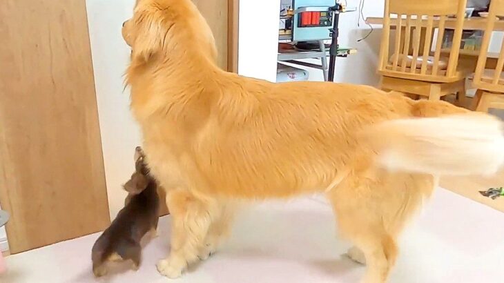 犬2匹がいる家に『おばあちゃんが遊びに来た』結果…想像以上の『熱烈歓迎』が羨ましすぎると15万再生「いいコンビｗ」「可愛い孫たち」(ブログ)