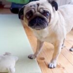 犬のおもちゃがクサかったので洗濯した結果…喜ぶと思いきや『不満爆発』する姿が16万再生「遺憾の意を表してるｗ」「臭いのが良かったんだね」(ブログ)
