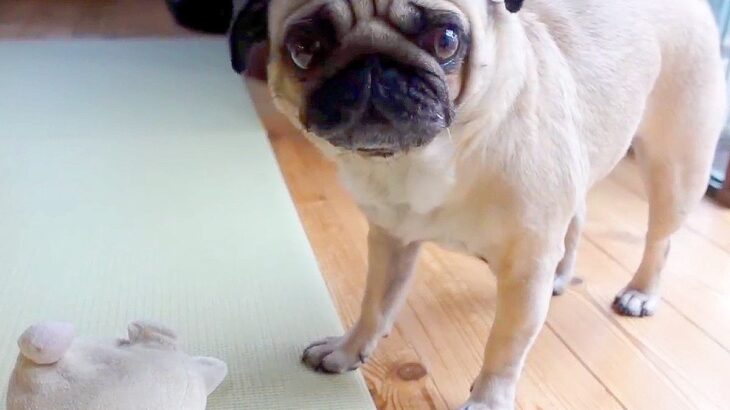 犬のおもちゃがクサかったので洗濯した結果…喜ぶと思いきや『不満爆発』する姿が16万再生「遺憾の意を表してるｗ」「臭いのが良かったんだね」(ブログ)