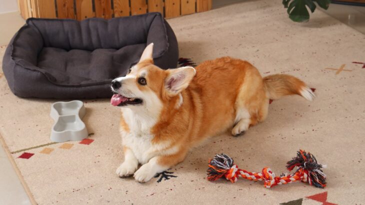 お金をかけなくていい『犬用品』4選　無駄な出費を抑えるために知っておくべきこととは？(ブログ)