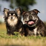 犬の『平均寿命』は何歳なの？愛犬が長生きするために飼い主ができることとは(ブログ)