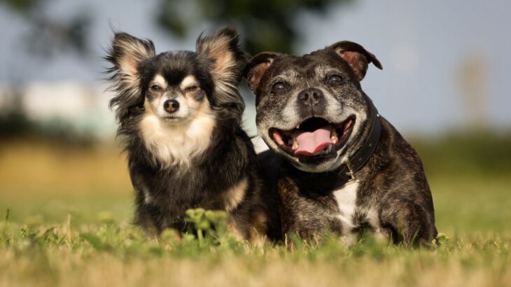 犬の『平均寿命』は何歳なの？愛犬が長生きするために飼い主ができることとは(ブログ)