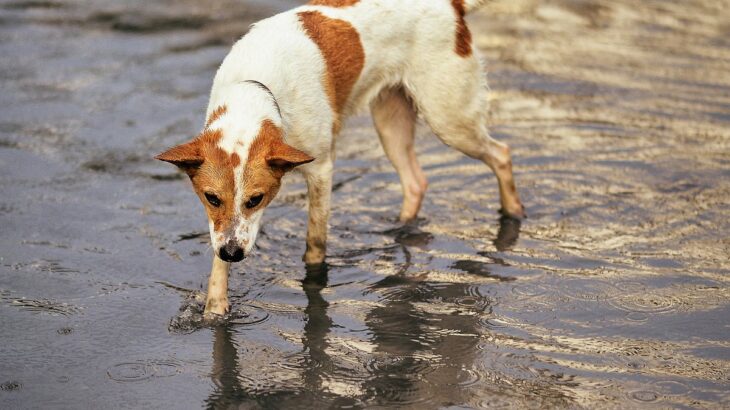 愛犬を『台風や水害』から守るために準備すべき6つの備え　事前に抑えておくべき知識や防災グッズをご紹介(ブログ)