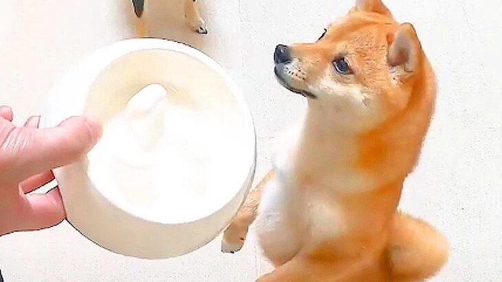 爆速でごはんを食べる犬に『早食い防止皿』を使ってみた結果…まさかの非常事態が3万4000再生「おてて器用ｗ」「思わぬハプニング笑」(ブログ)