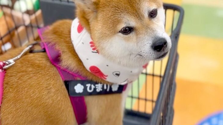 子なし夫婦が『犬を我が子のように育てた』結果…尊すぎる『3年後の姿』が感慨深いと11万再生「なんだか涙出る…感動した」「大切な宝物」(ブログ)