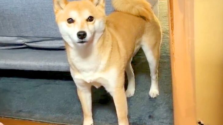 吠える犬に静かにするよう『しーっ』っとお願いした結果…『まさかの反応』が可愛すぎると25万再生「素直ｗ」「ちゃんと分かってる」と絶賛(ブログ)