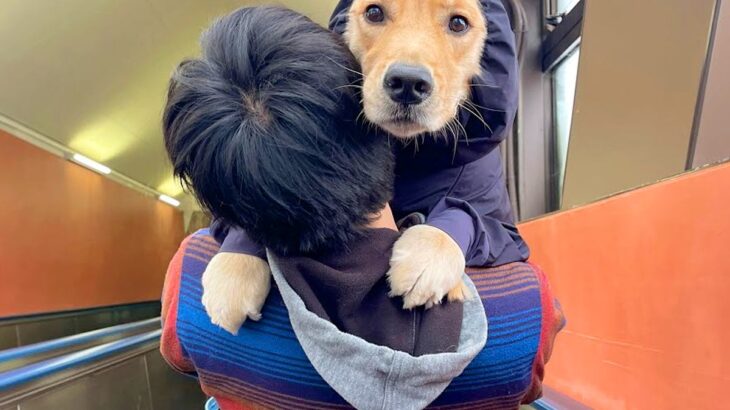大型犬が『エスカレーターを怖がった』結果…まさかの『赤ちゃん化する姿』が面白すぎると70万再生「ギャップがすごい」「可愛くて笑うｗ」(ブログ)