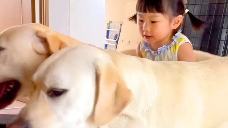 女の子が保育園に行こうとした結果…大型犬が見せた『まさかの阻止』が可愛すぎると23万再生「まさにサンドイッチｗ」「ほのぼの3姉妹」(ブログ)