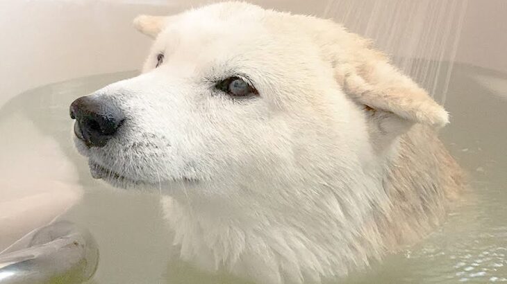 犬がお風呂に入浴中、覗き魔が…『まさかの正体』にホッコリが止まらないと89万再生「おじいちゃん最高すぎるｗ」「自然すぎて草」と爆笑(ブログ)