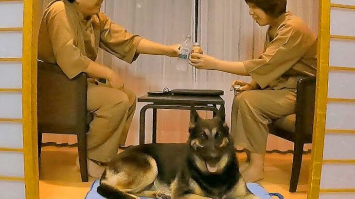 夏、大型犬と『初めての旅行に出かけてみた』結果…素敵すぎる『旅の思い出』が19万再生「幸せそのもの」「楽しさが伝わる」「お利口さん」(ブログ)