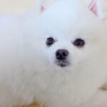犬がイタズラしたので叱った結果…絶対に許してしまう『ごめんねの仕方』が可愛すぎると25万再生「すべて許す」「もう目がキュルキュル」(ブログ)
