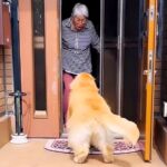 大型犬が『大好きなおばあちゃん』と再会した結果…思わず笑顔になる『おしりフリフリ』が86万再生「可愛すぎる」「しっぽ吹っ飛びそうｗ」(ブログ)