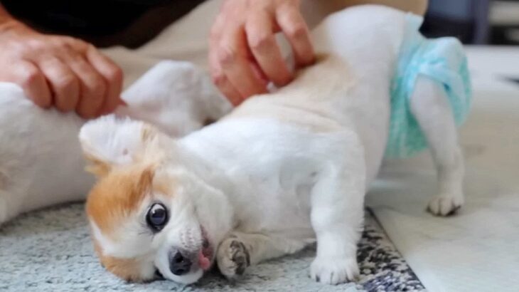 『今までありがとう』15歳の高齢犬ができなくなったこと…切なすぎる『なでて』と飼い主が気付いた大切なことに涙「泣いた」「無償の愛」と感動(ブログ)