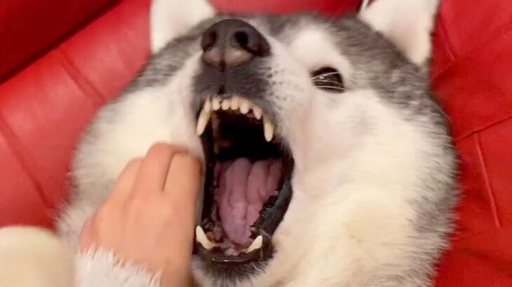 ハスキー犬を耳掃除した結果…ちょっとだけ怒る『プチキレ』が可愛すぎると89万再生「でも尻尾振ってて草」「耳埋めるなんて天才」(ブログ)