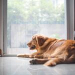 犬が『飼い主から離れたがる』4つの理由とは　その対処法や愛犬とのほどよい距離の取り方まで解説(ブログ)