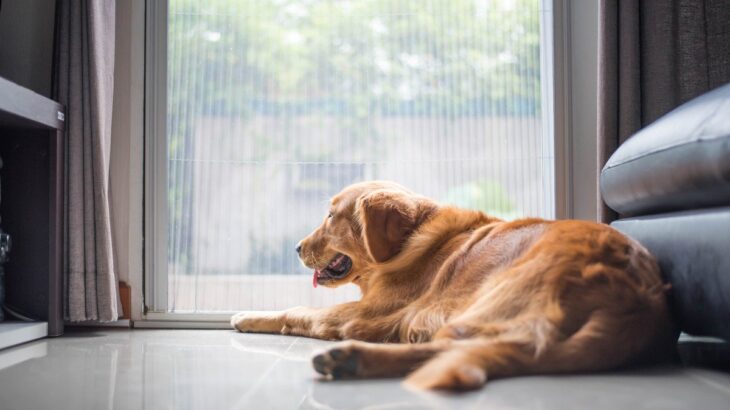犬が『飼い主から離れたがる』4つの理由とは　その対処法や愛犬とのほどよい距離の取り方まで解説(ブログ)