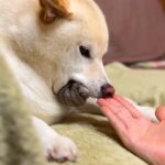 『使用後じゃないとダメなんです』靴下を必死に守る犬…まさかの『こだわり』に爆笑　癖が強い姿に注目集まる(ブログ)
